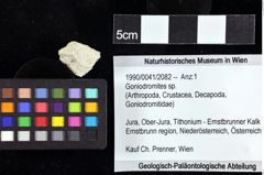 Foto (Objket + Etiketten) von Goniodromites sp. 